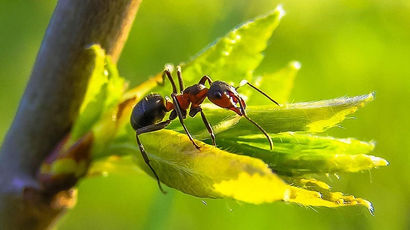 How to choose between zooming in or getting closer to your subject to get the best photos with your smartphone - 1EnFLbcSlRyjKNYiR55ZYVw DzTechs | Photography